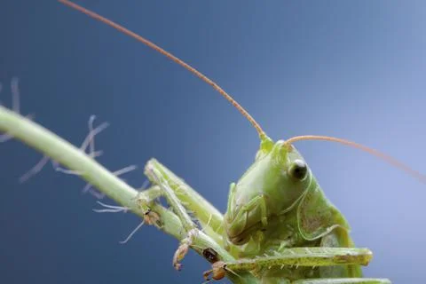 Grasshopper posing with a smile Stock Photos