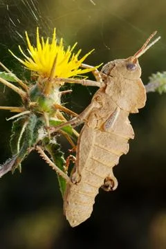 Grasshopper on prickly flower Stock Photos