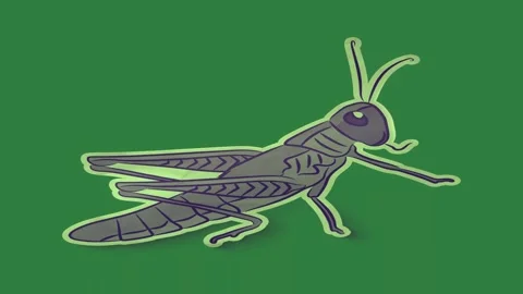 Grasshopper Professional Transparent Background Animation Video stock 338017925