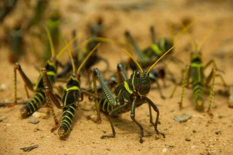 Grasshopper protects the group Stock Photos