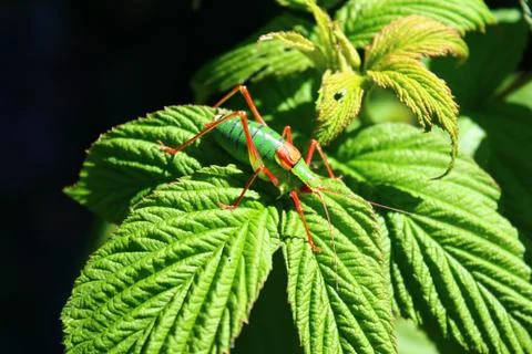 Grasshopper on a rapberry leaf Stock Photos