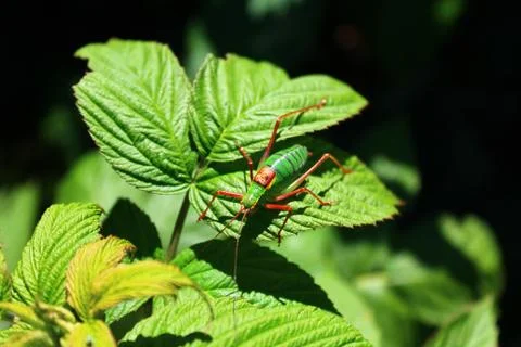 Grasshopper on a raspberry leaf Stock Photos