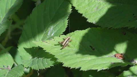 Grasshopper Reaching for New Leaf - 4K Macro Slow Motion Vídeos de archivo 335704673