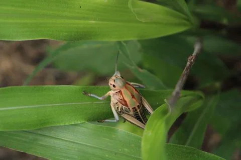 Grasshopper ready to jump Stock Photos
