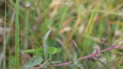 Grasshopper with red eyes. 스톡 동영상 117097336