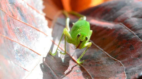 Grasshopper on red leaves. HD Stock Footage 41451811