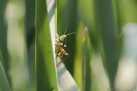 Grasshopper on a reed Foto stock