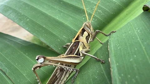 A grasshopper remains still on a vibrant leaf, slow motion capturing the Stock Footage 325077813