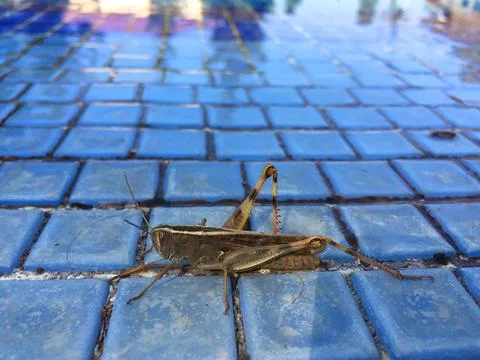Grasshopper resting on blue tiles by the pool brown grasshopper on white Stock Photos