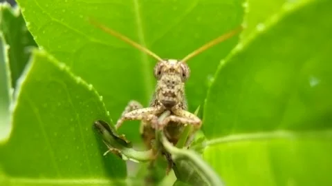 Grasshopper resting. Stock Footage 228761716