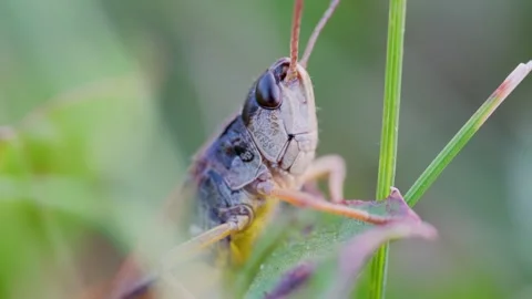 Grasshopper Resting in Grass Before Jumping Away Macro Video Stock Footage 340998016