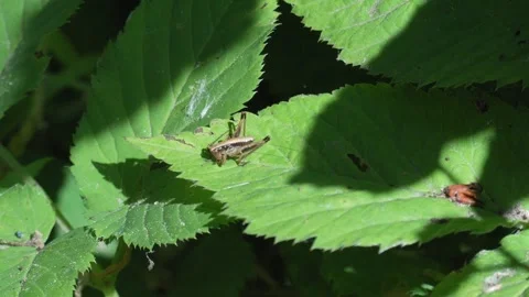 Grasshopper Resting on Green Leaf - 4K Macro Slow Motion Stockbeeldmateriaal 335704234