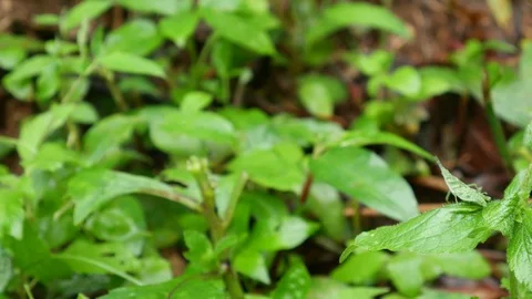 Grasshopper resting on green leaf Stock Footage 78680312