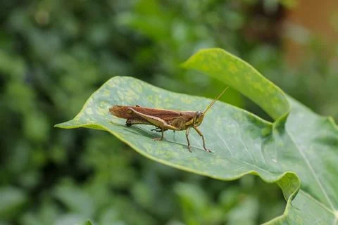 Grasshopper Resting on a Green Leaf, Peperpot Plantation, Suriname Stock Photos
