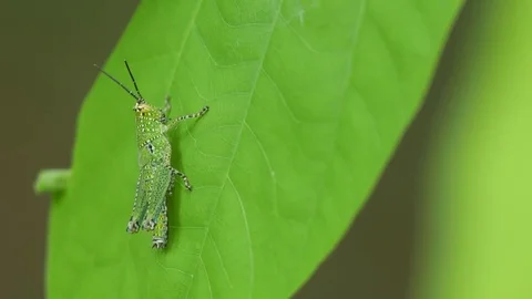Grasshopper resting on the leaf Stock Footage 79433063
