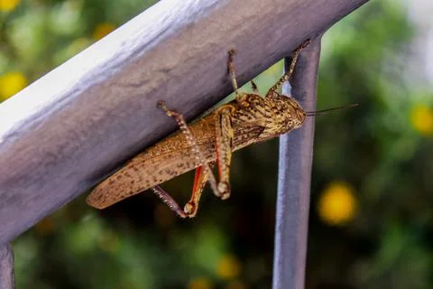 Grasshopper is resting on the railing Stock Photos