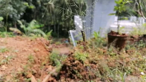 Grasshopper resting on the small plant at day time Stock Footage 142458241