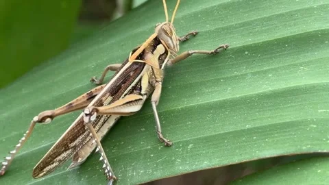 A grasshopper rests on a broad green leaf as it sways gently in the wind Stock Footage 324802442