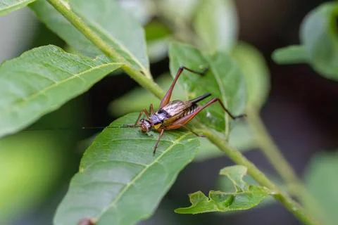 Grasshopper rests on a green leaf Stock Photos