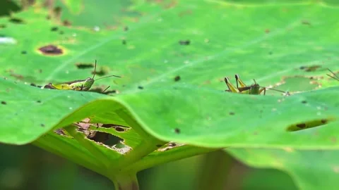 Grasshopper Reveal Vídeos de archivo 156488076
