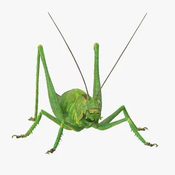 Grasshopper Rigged 3D Model