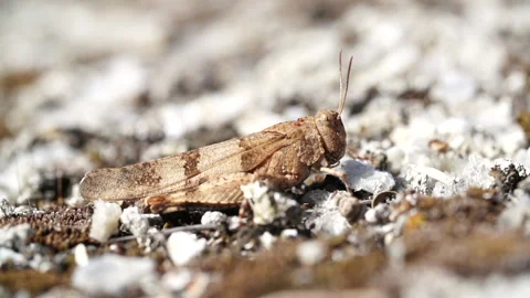 Grasshopper from right Video stock 148343136