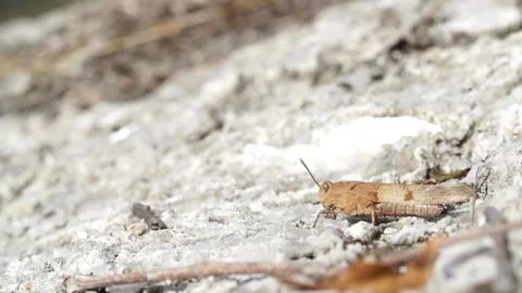 Grasshopper rocks jumping Video stock 148342937