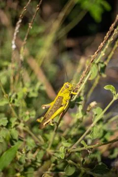 A grasshopper on a rod of grass Stock Photos