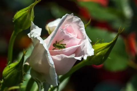 Grasshopper on the rose Stock Photos