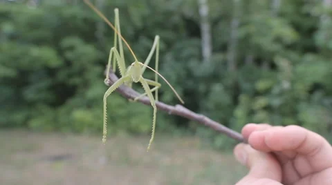 Grasshopper Saga Pedo Stock Footage 47361381