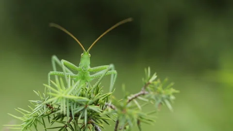 Grasshopper SagaPedo front Stock Footage 148343223