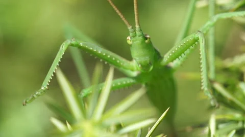Grasshopper SagaPedo front slowmo Video stock 148342845