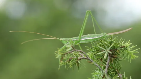 Grasshopper SagaPedo left Stock Footage 148342433