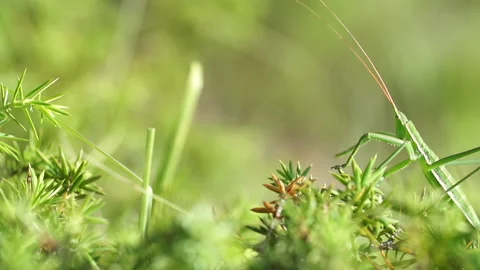 Grasshopper SagaPedo pan slowmo Stock Footage 148342271