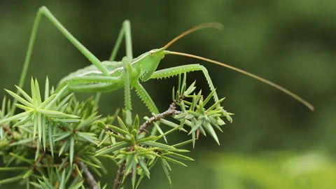 Grasshopper SagaPedo right closeup 2 Stock Footage 148341955