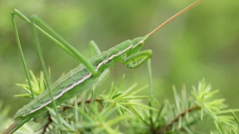 Grasshopper SagaPedo right Stock Footage 148342115