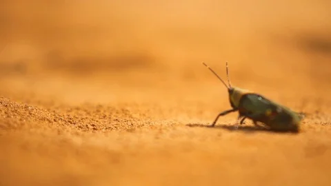 Grasshopper in the Sand Stock Footage 103316503