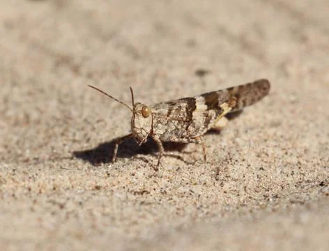 Grasshopper in sand Stock Photos