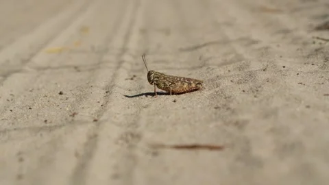 Grasshopper on sand surface close-up macro shot Stock Footage 254344207