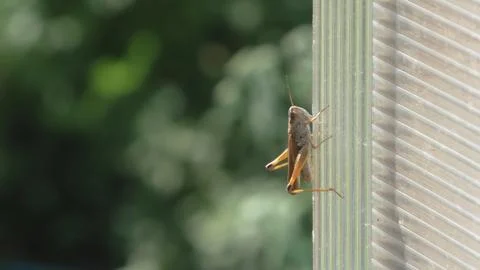 Grasshopper sat down to rest Stock Photos