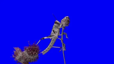 Grasshopper Schistocerca gregaria green screen effect 動画素材 102612689