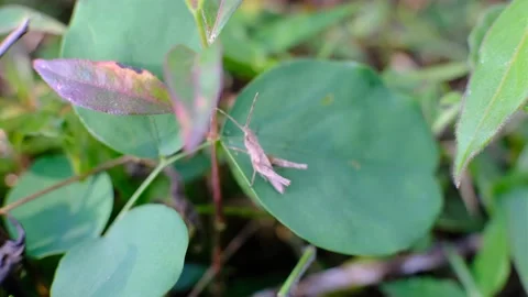 The grasshopper is scratching its head Stock Footage 209913978