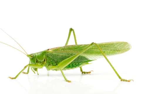 Grasshopper side Stock Photos