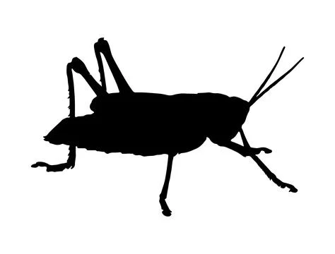 Grasshopper silhouette vector art Stock Illustration
