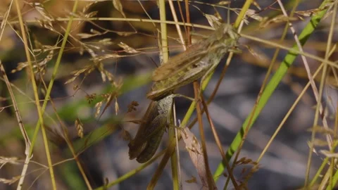 Grasshopper Sits on a Blade of Dry Grass in a Field Stock Footage 320853865