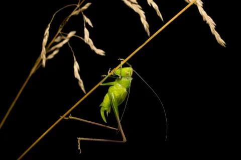 Grasshopper sits on a blade of grass Stock Photos