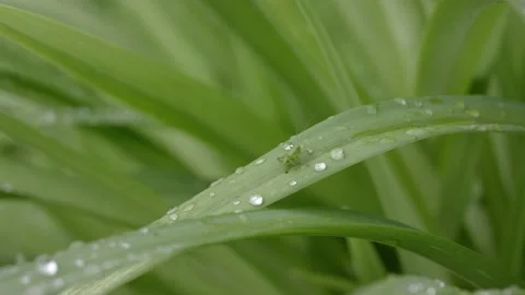 Grasshopper sits on blade of grass then jumps. Drops of water from rain or dew Stock Footage 132505861