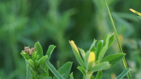 The grasshopper sits on a branch of a green grass. Stock Footage 103612775
