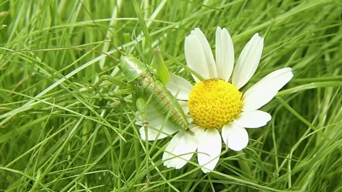 A grasshopper sits on a chamomilla flower. An insect on a blooming plant Stock Footage 244244517