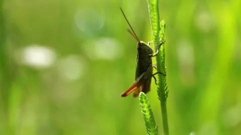 Grasshopper sits on the grass on green background Stock Footage 279993750